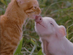 Squeal Like A Pig Playing With Orange Cat GIF