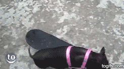 Squeal Like A Pig Skateboard GIF