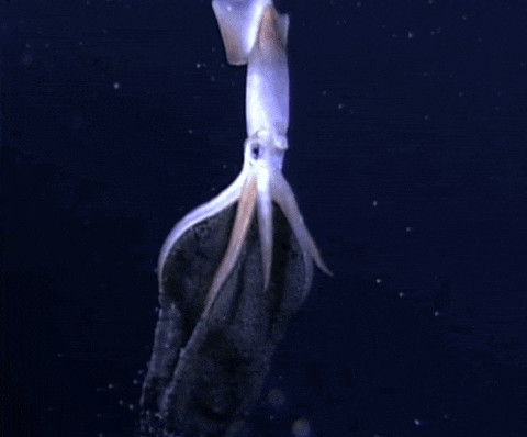 Squid Big Squid GIF