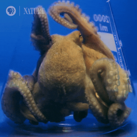 Squid Crumple Its Body GIF