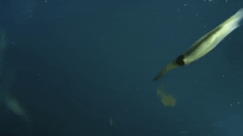 Squid Self Defense GIF