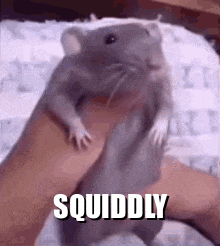 Squid Squiddly Gif GIF