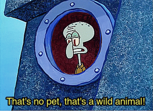 Squidward That's A Wild Animal GIF