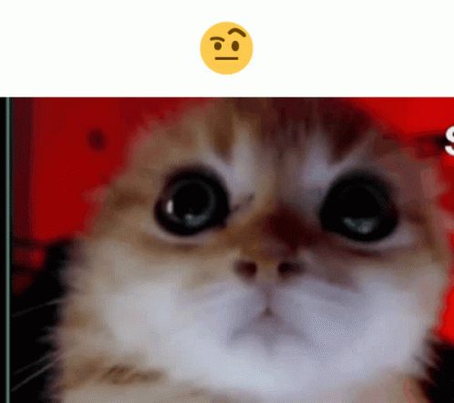 Brown Cat Squint Look GIF