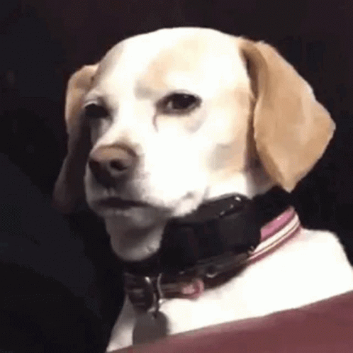 Labrador Dog Squint Look GIF