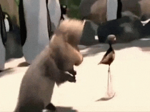 Squirrel And Bird Standing Together GIF
