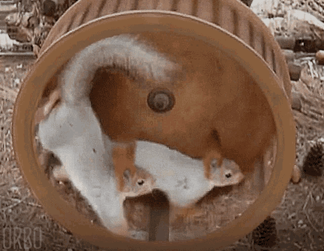 Squirrel Animal Rolling GIF