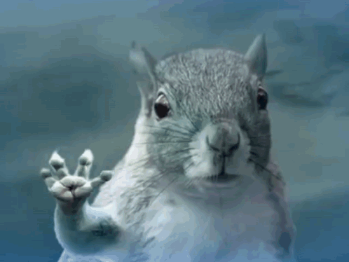 Squirrel Behind Glass With Paw Out