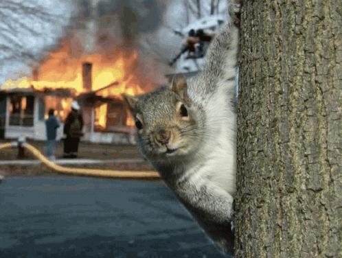 Squirrel Climbing Tree in Front of Burning House