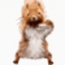 Squirrel Dance Squirrel Luois Hello Gif GIF
