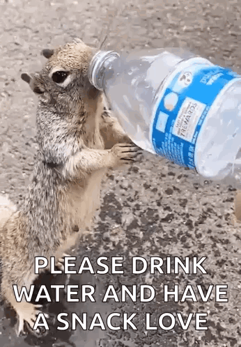 Squirrel Drinking Water from Bottle