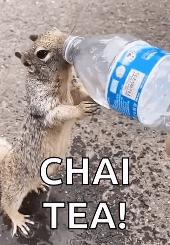 Squirrel Drinking Water