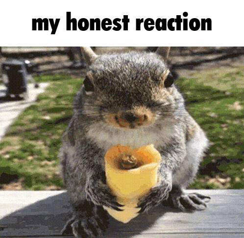 Squirrel Eating Cheese My Honest Reaction