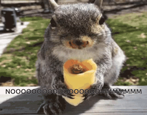 Squirrel Eating Egg Roll GIF