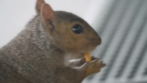Squirrel Eating Food From Hand