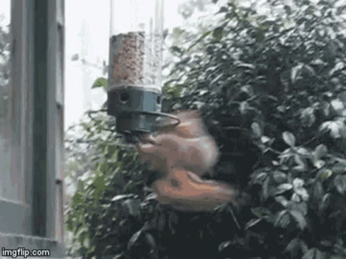 Squirrel Eating From Bird Feeder GIF
