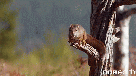 Squirrel Eating Nut From Hand Saying Owwww