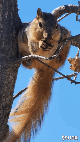 Squirrel Eating Nuts on Tree Branch