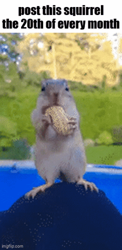 Squirrel Eating Peanut on Rock Post This Squirrel the 20th of Every Month