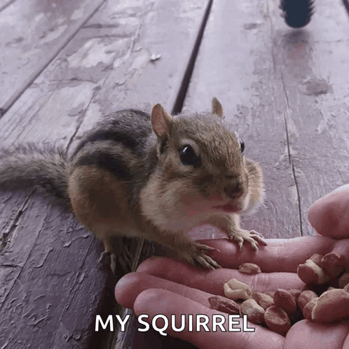 Squirrel Eating Peanuts from Hand