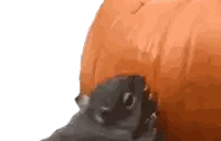 Squirrel Eating Pumpkin