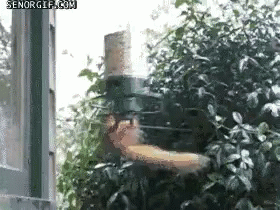 Squirrel Flying Toward Bird Feeder