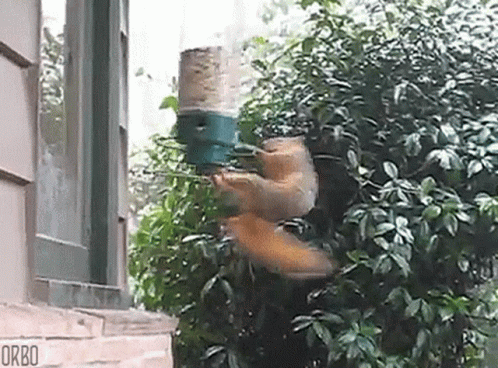Squirrel Flying Towards Bird Feeder
