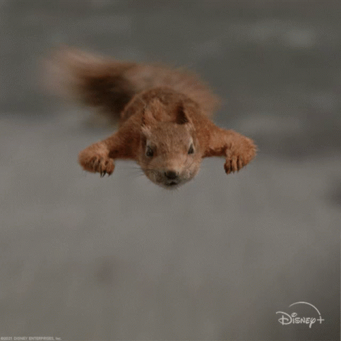 Squirrel Flying With Disney Plus Logo GIF