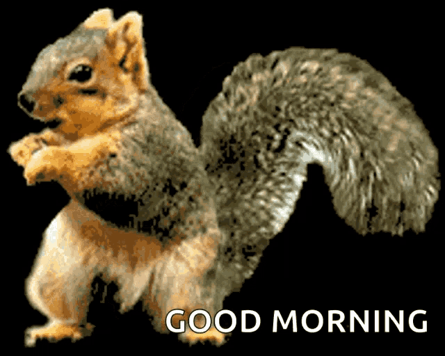 Squirrel Funny Gif GIF