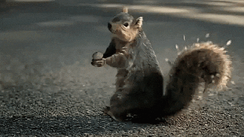 Squirrel Gif GIF