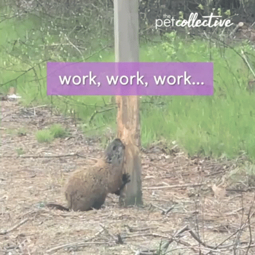 Squirrel Gnawing Tree Stump Work Work Work