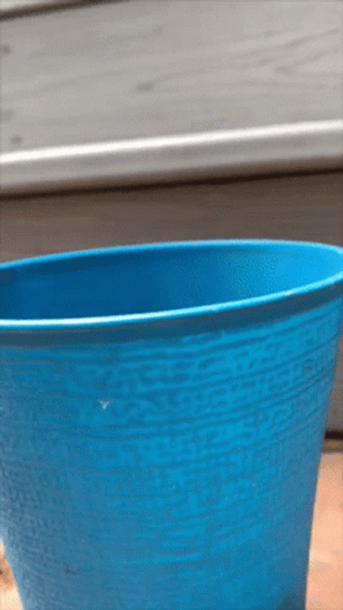 Squirrel Hide Under Basket GIF