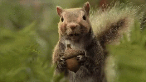 Squirrel Holding Acorn With Word Jugg