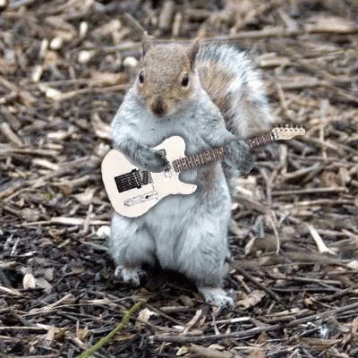 Squirrel Holding Guitar