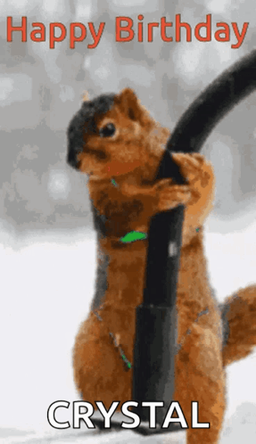 Squirrel Holding Vacuum Cleaner Happy Birthday Crystal GIF