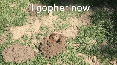 Squirrel in a Hole Saying I Gopher Now