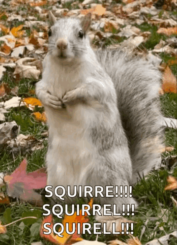 Squirrel in Fedora Saying Lets Get Nuts
