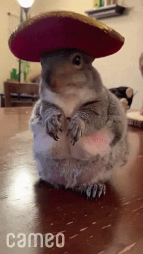Squirrel in Sombrero With Cameo