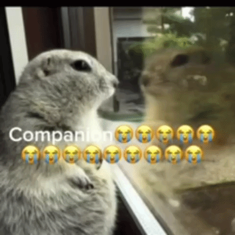 Squirrel Looking Out Window Crying