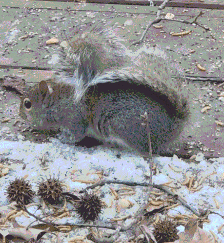 Squirrel Lying on Ground with Spread Tail