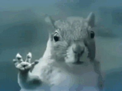 Squirrel Making Funny Face Through Window