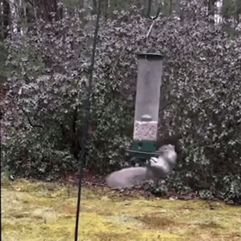 Squirrel Next to Bird Feeder