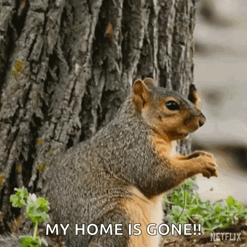 Squirrel Next to Tree Saying My Home Is Gone