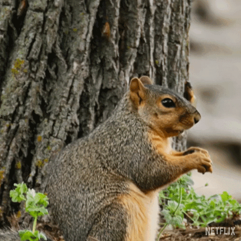 Squirrel Next to Tree with Netflix Logo