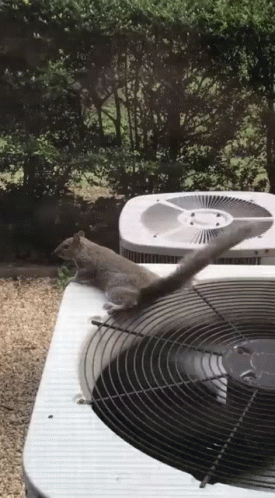 Squirrel On Dry Heat Ventilation GIF