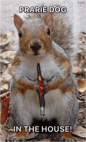 Squirrel on Leash Prairie Dog in the House