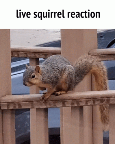 Squirrel on Railing Live Squirrel Reaction