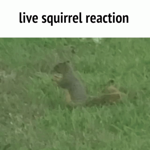 Squirrel Playing Guitar and Cheerleader With Pom Poms
