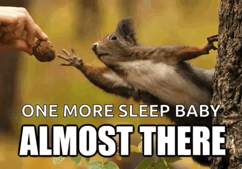 Squirrel Reaching for Nut One More Sleep Baby Almost There