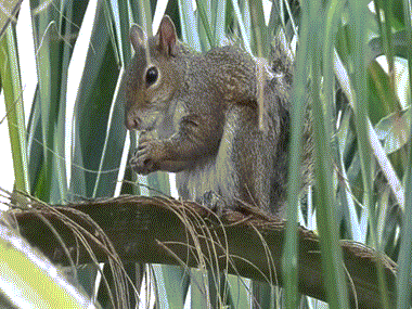 Squirrel Rodent Animal Eating GIF